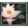 Kingston minneskort, CompactFlash (CF), 8GB - bild 1